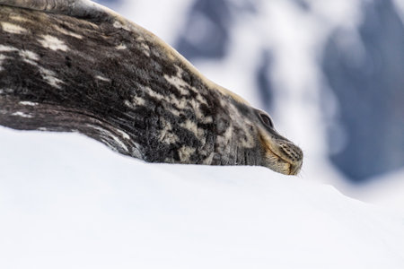 Close-up of a Weddell seal -Leptonychotes weddellii- resting on a small iceberg near Cuverville Island on the Antarctic peninsulaの写真素材