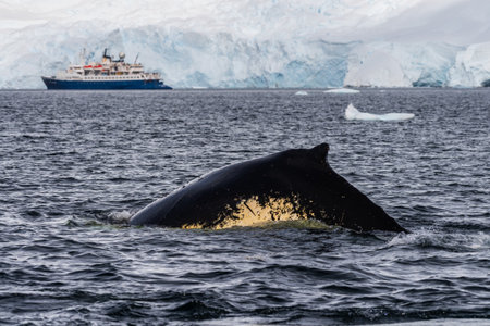 Close-up of the back and dorsal fin of a diving humpback whale -Megaptera novaeangliae. Image taken in the Graham passage, near Charlotte Bay, Antarctic Peninsulaの写真素材