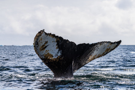 Close-up of the tail of a diving humpback whale -Megaptera novaeangliae. Image taken in the Graham passage, near Charlotte Bay, Antarctic Peninsula.の写真素材
