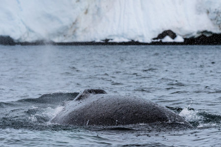 Close-up of the back of a diving humpback whale -Megaptera novaeangliae- including the dorsal fin and blow hole. Image taken in the Graham passage, near trinity island, in the Antarctic peninsula.の写真素材