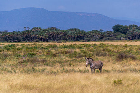Plains zebra -Equus quagga- on the plains of the samburu national reserve in Northern Kenyaの写真素材