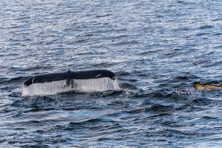 Close-up of the tail of a diving humpback whale -Megaptera novaeangliae. Image taken in the Graham passage, near Charlotte Bay, Antarctic Peninsula.の写真素材