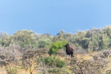 Telephoto of a long-crested eagle - Lophaetus occipitali- standing on a branch of a tree in Lake Nakuru national park in Kenyaの写真素材