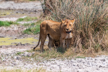 Telephoto of a female adult lion -Panthera Leo- emerging from behind a bush in the Ngorogoro Crater, Tanzaniaの写真素材