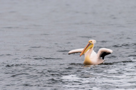 Telephoto shot of a great white pelican -Pelecanus onocrotalus- near Walvis Bay, Namibiaの写真素材