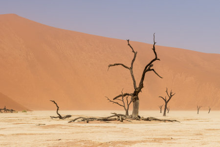 Overview of the petrified dead trees in the Deadvlei area of Namibiaの写真素材