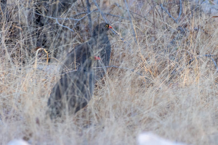 Telephoto of a Red-billed spurfowl - Pternistis adspersus- fouraging near a waterhole in Etosha National Park, Namibia.の写真素材
