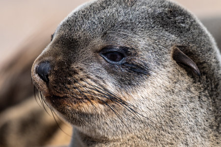 Detail of the seal colony at Cape Cross, off the skeleton coast of Namibia.の写真素材