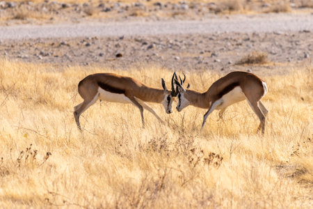 Telephoto shot of two Thompsons gazelles - Eudorcas thomsonii- engaging in a head-to-head fight.の写真素材