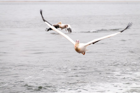 Telephoto shot of a great white pelican -Pelecanus onocrotalus- near Walvis Bay, Namibiaの写真素材