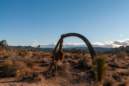 Landscape shot of Joshua tree national park around sunset.の写真素材