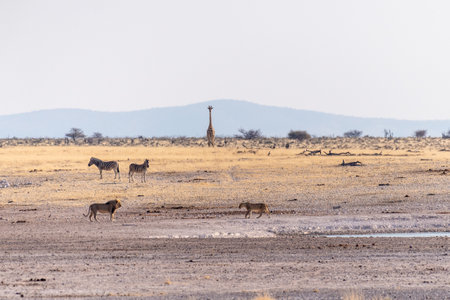Telephoto shot of a pride of Lions in Etosha national park. Zebras and Giraffes are nervously on guard.の写真素材