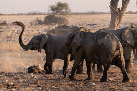Telephoto shot of a herd of African Elephant -Loxodonta Africana- taking a bath in a waterhole in Etosha national Park.の写真素材