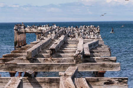 Telephoto of an old pier at the coast of the magellan strait nea Punta Arenas, chile. The pier is crowed with imperial comorants -Leucocarbo atriceps.の写真素材