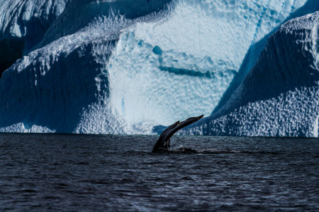 Close-up of the tail of a diving humpback whale -Megaptera novaeangliae. Image taken in the Graham passage, near Charlotte Bay, Antarctic Peninsula.の写真素材