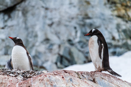 Close-up of Gentoo Penguin -Pygoscelis papua- at Cuverville Island, on the Antarctic Peninsulaの写真素材
