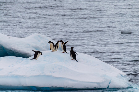 A group of Adelie Penguins - Pygoscelis adeliae- standing on an iceberg near Prospect point, along the Antarctic Peninsulaの写真素材