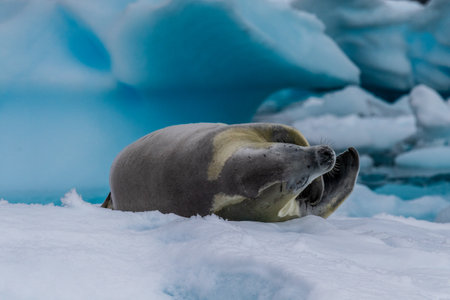 Close-up of a crabeater seal -Lobodon carcinophaga- resting on a small iceberg near the fish islands on the Antarctic peninsulaの写真素材