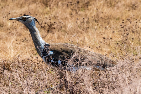 The Kori Bustard -Ardeotis kori- is considered to be the largest flying bird of Africa. Here it is seen in the Ngorogoro Crater in northern Tanzaniaの写真素材