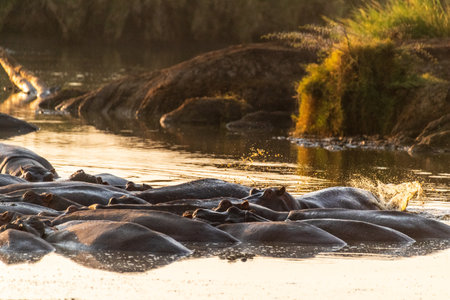 Telephoto of a hippopotamus, Hippopotamus amphibius, floating partially submerged in a hippo pool in the Serengeti National Park, Tanzaniaの写真素材