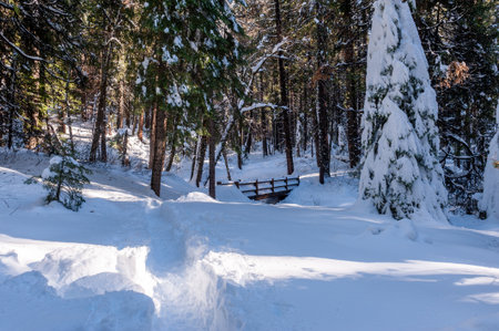 Exterior of the snow-covered hiking trail to Mariposa Grove in Yosemite National Park.の写真素材