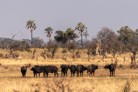Telephoto shot of a herd of blue wildebeest - Connochaetes taurinus- standing on the Okavango Delta, Botswana.の写真素材
