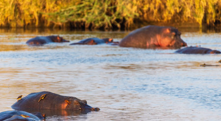 Telephoto of a hippopotamus, Hippopotamus amphibius, floating partially submerged in a hippo pool in the Serengeti National Park, Tanzaniaの写真素材