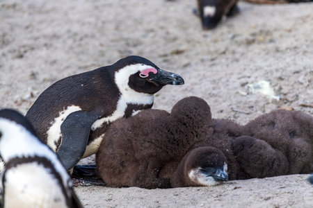 African Penguin -Spheniscus demersus, also known as the Cape Penguin, at the Boulders Beach Penguin colony near Simons Town in South Africa. This colony is located close to Cape Town and the cape of good hope.の写真素材
