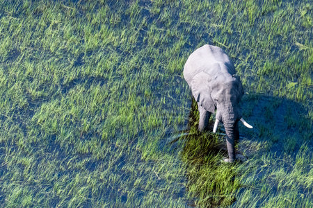 Aerial telephoto shot of an African Elephant wading through the shallow waters of the Okavango Delta in Botswana.の写真素材