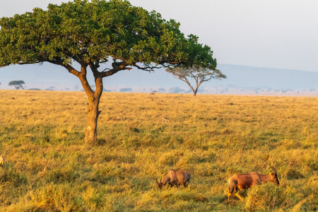 Close-up of two Red Hartebeest - Alcelaphus buselaphus Caama- also known as the Kongoni, or Cape Hartebeest, grazing on the plains of the Serengeti, Tanzaniaの写真素材