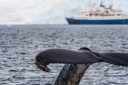 Close-up of the tail of a diving humpback whale -Megaptera novaeangliae. Image taken in the Graham...