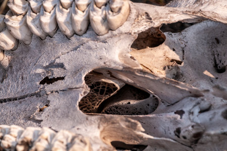 Closeup of a Giraffe skull in the Okavango Delta, Botswana.の写真素材
