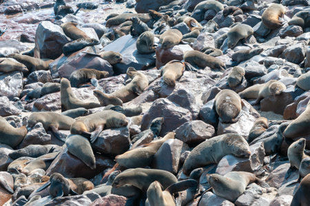 Detail of the seal colony at Cape Cross, off the skeleton coast of Namibia.