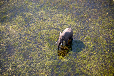 Aerial telephoto shot of an African Elephant wading through the shallow waters of the Okavango Delta in Botswana.の写真素材