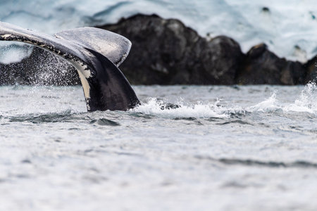 Close-up of the tail of a diving humpback whale -Megaptera novaeangliae. Image taken in the Graham...