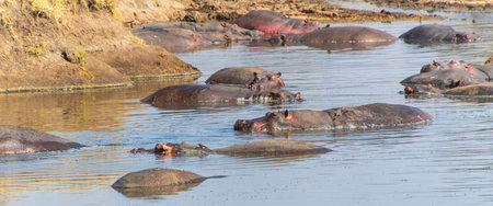 Telephoto of hippopotami, Hippopotamus amphibius, floating partially submerged in a hippo pool in...