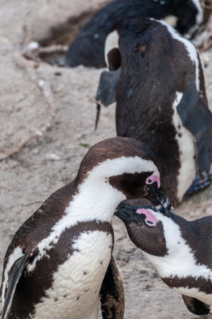 African Penguin -Spheniscus demersus, also known as the Cape Penguin, at the Boulders Beach Penguin colony near Simons Town in South Africa. This colony is located close to Cape Town.の写真素材