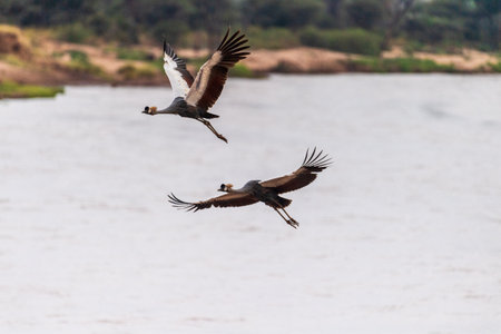 Telephoto of two grey crowned cranes -Balearica regulorum- flying along the Ewaso Ngiro river in Samburu national reserve, Kenyaの写真素材