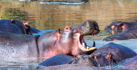Telephoto of a hippopotamus, Hippopotamus amphibius, floating partially submerged in a hippo pool in...