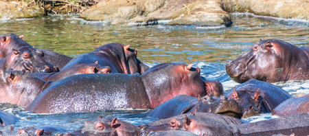 Telephoto of a hippopotamus, Hippopotamus amphibius, floating partially submerged in a hippo pool in the Serengeti National Park, Tanzaniaの写真素材