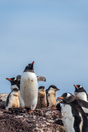 Close-up of nesting Gentoo Penguin -Pygoscelis papua- with their chicks at Cierva Cove colony, on the Antarctic peninsulaの写真素材