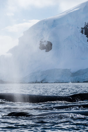 Close-up of the back of a diving humpback whale -Megaptera novaeangliae- including the dorsal fin and blow hole. Image taken in the Graham passage, near trinity island, in the Antarctic peninsula.の写真素材