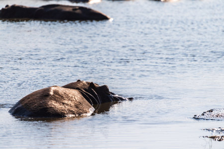 Telephoto of a hippopotamus, Hippopotamus amphibius, floating partially submerged in a hippo pool in the Serengeti National Park, Tanzaniaの写真素材