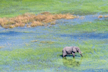 Aerial telephoto shot of an African Elephant wading through the shallow waters of the Okavango Delta...