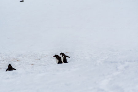 Close-up of a group of Gentoo Penguins -Pygoscelis papua- walking along a penguin highway in a snowy landscape of the colony at Danco island, on the Antarctic Peninsulaの写真素材