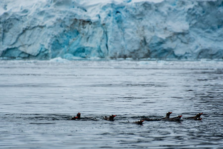Telephoto of a group of Gentoo Penguins -Pygoscelis papua- jumping and swimming among the Antarctic sea ice. Antarctic Peninsula.の写真素材