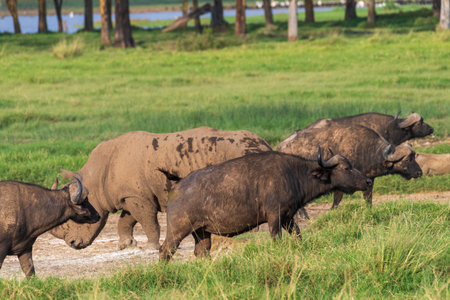 Close-up of an encounter with a herd White Rhinoceros -Ceratotherium simum- in Lake Nakuru national...