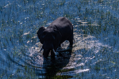 Aerial telephoto shot of an African Elephant -loxodonta africana- wading through the shallow waters of the Okavango Delta in Botswana.の写真素材