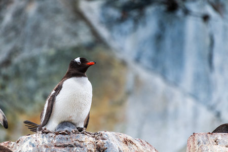 Close-up of a Gentoo Penguin sitting on its nest at Cuverville Island, on the Antarctic Peninsulaの写真素材