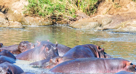 Telephoto of a hippopotamus, Hippopotamus amphibius, floating partially submerged in a hippo pool in the Serengeti National Park, Tanzaniaの写真素材